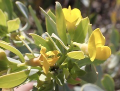 Rafnia racemosa