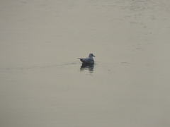 Chroicocephalus ridibundus