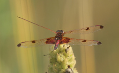 Celithemis elisa