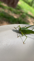 Tettigoniidae