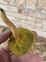 Xerocomus subtomentosus