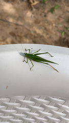 Tettigoniidae