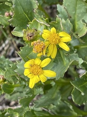 Senecio fremontii