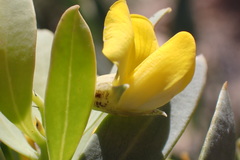 Rafnia racemosa