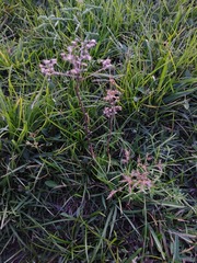 Fimbristylis