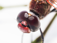 Tramea stenoloba