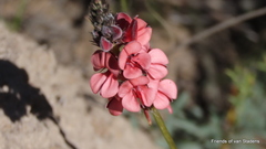 Indigofera heterophylla
