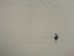 Chroicocephalus ridibundus