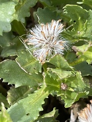 Senecio fremontii
