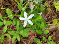 Cnidoscolus stimulosus