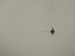 Chroicocephalus ridibundus