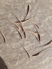 Bromus madritensis