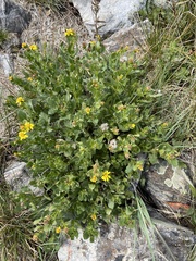Senecio fremontii
