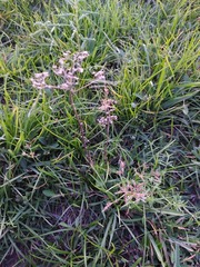 Fimbristylis