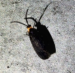 Acoloithus falsarius