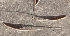 Bromus madritensis