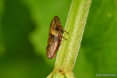 Aphrophora alni