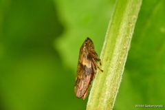 Aphrophora alni