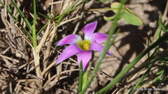 Romulea minutiflora