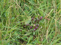 Gentianella amarella