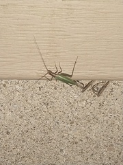 Oecanthus pini