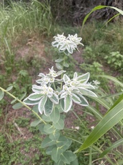 Euphorbia marginata