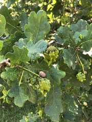 Andricus quercuscalicis