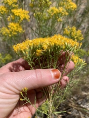 Chrysothamnus viscidiflorus
