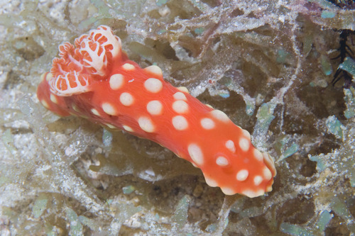 Strawberry Nudibranch