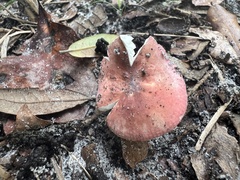Russula