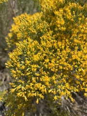 Chrysothamnus viscidiflorus