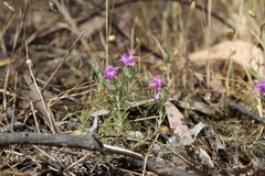 Thymus villosus
