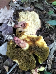 Xerocomus subtomentosus