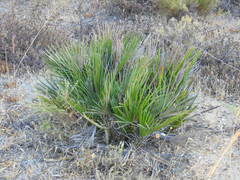 Chamaerops humilis