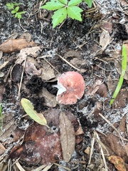 Russula