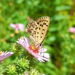 Lycaena tityrus
