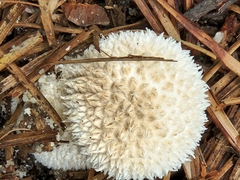 Lycoperdon curtisii