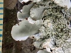 Parmotrema tinctorum