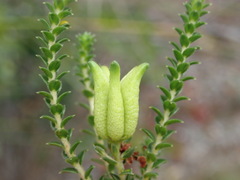 Diosma echinulata