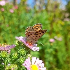 Lycaena tityrus