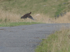 Lagopus lagopus scotica