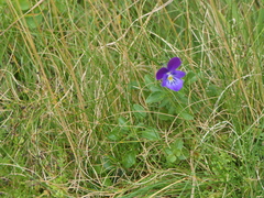 Viola tricolor