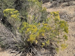 Chrysothamnus viscidiflorus