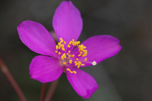 Phemeranthus calycinus 'Judith's Favorite'