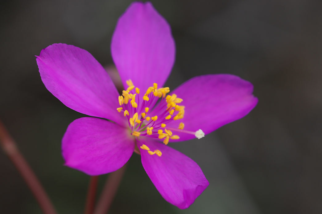 Phemeranthus calycinus
