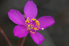 Phemeranthus calycinus