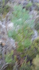 Widdringtonia nodiflora