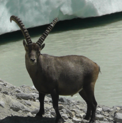 Capra ibex