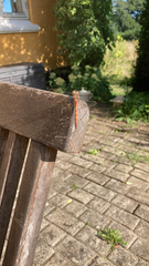 Sympetrum striolatum