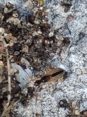 Myodocha serripes